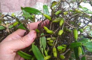 农村家庭种植哪些植物能带来可观收入？