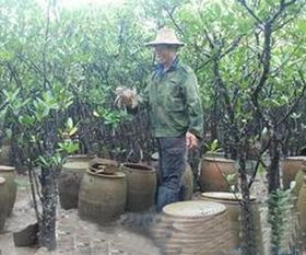农村大爷养什么能快速盈利？哪种养殖最赚钱？