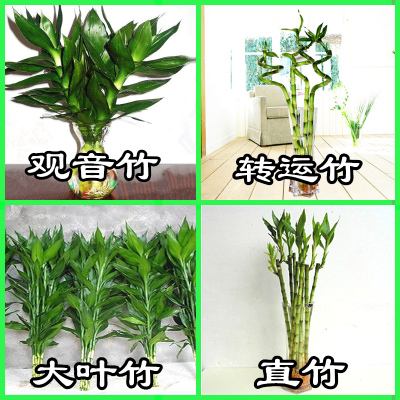 新入手观音竹如何养护？需要添加多少营养液才合适？