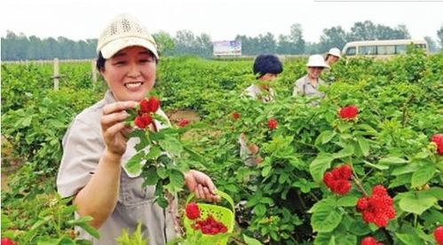 40岁才开始卖水果创业，真的能赚到钱吗？