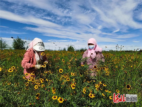 草原雪菊如何绽放成乡村致富新希望？