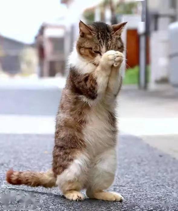 猫咪如何开启副业之路？你了解这些实用方法吗？