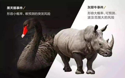 犀牛之星表现如何？是否值得投资购买？