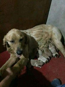倒卖狗狗真能赚钱吗？背后利润究竟如何？