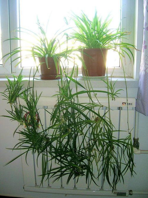 冬季居家种植植物如何实现盈利？实用技巧大公开