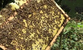 冬季养蜂何处最盈利？探寻蜜蜂养殖的高效赚钱地点