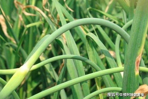 冷库储存蒜苔真的能赚钱吗？成功案例深度解析