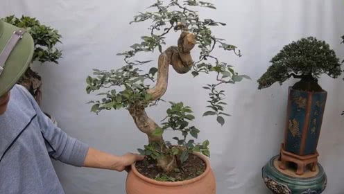 如何通过玩盆景视频开启副业之路？你也能做到吗？