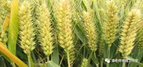 冬季种植哪种小麦品种能带来最高收益？