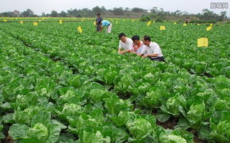 农村家庭种植哪些蔬菜最赚钱？如何选择高收益品种？