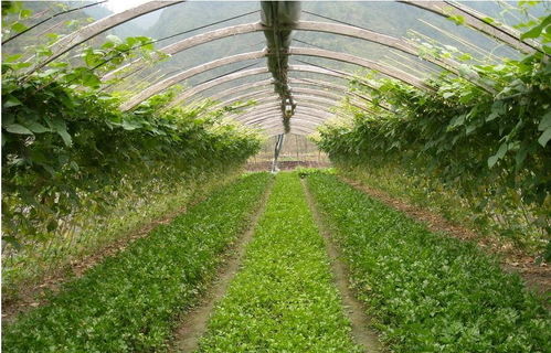 东北四平种植哪种作物收益最高？您知道吗？