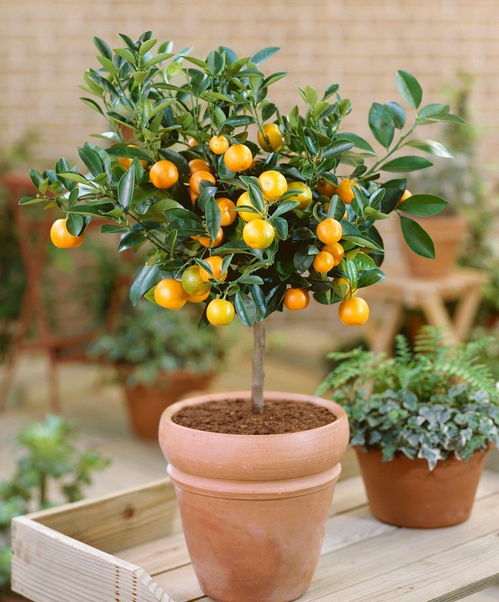 冬季室内养殖哪种植物最赚钱？你知道吗？