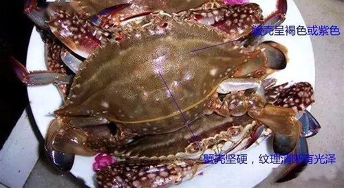 福州海鲜自助哪家团购平台最划算？吃货必看的精选优惠指南