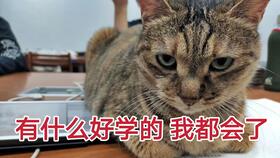 肥猫自助接单平台如何实现高效接单？探索猫咪也能轻松赚钱的秘密！
