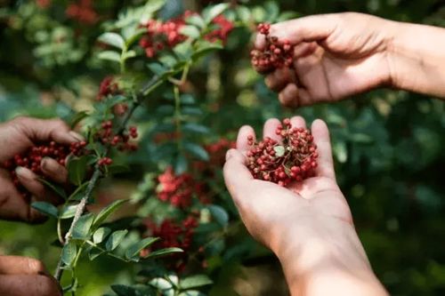 别人帮忙摘花椒，你如何从中获利？