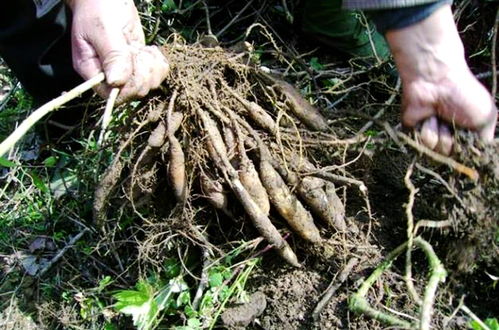 农村种植哪种作物利润高且见效快？