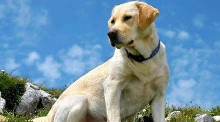 养拉布拉多犬能带来经济收益吗？深入了解其赚钱潜力