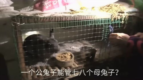 农村妈妈选择养殖哪种动物能快速盈利？