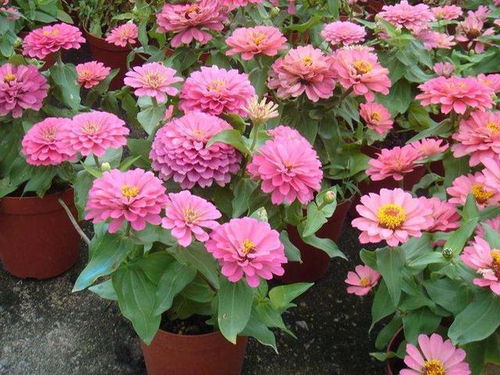花种子真的能带来高收益吗？种植赚钱的秘密在哪里？
