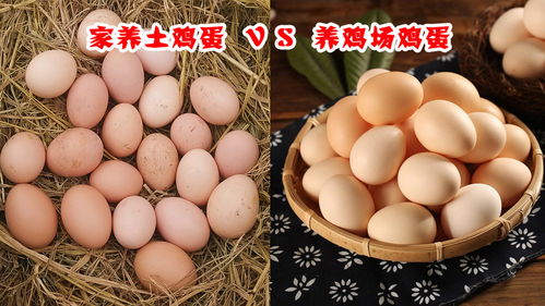 养殖土鸡蛋真的能带来可观收益吗？
