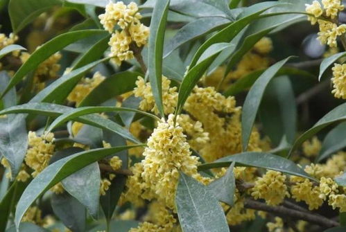 在农村种植哪种树木销售利润最高？
