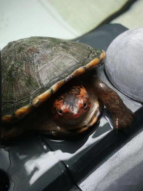 养龟苗赚钱快还是繁殖收益高？哪种方式更划算？