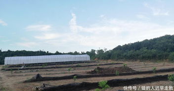 四川农村养殖真的能赚钱吗？哪些项目最有前景？