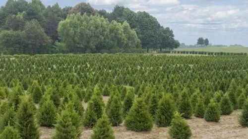 农村种植哪种树苗收益最高？选择对了轻松盈利！