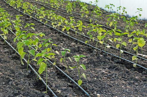 在深圳种植哪些蔬菜能带来更高的经济效益？