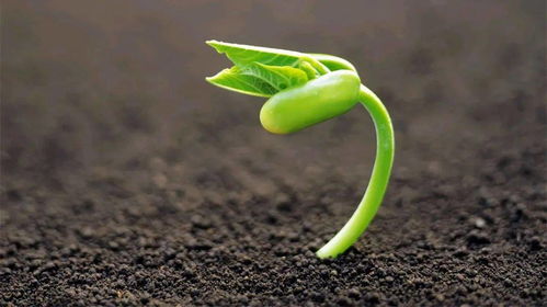 农村路边种什么植物收益最高？如何选择最具经济效益的作物？