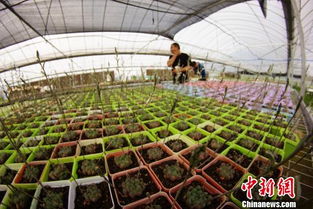投资大棚种植多肉植物，真的能带来可观收益吗？