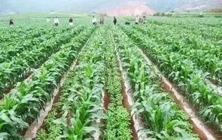 在河南种植哪种作物能带来最高收益？