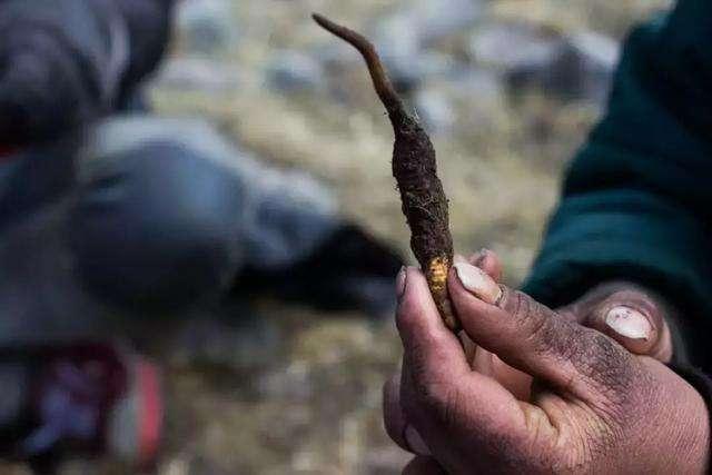 如何通过拓展副业成功挖到虫草？你真的了解吗？