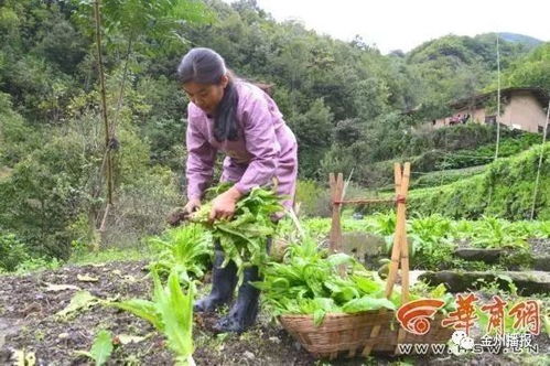 农村妇女靠卖菜能否实现稳定收入？