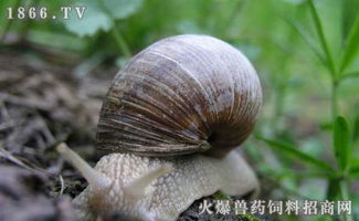 养白玉蜗牛真的能带来经济效益吗？