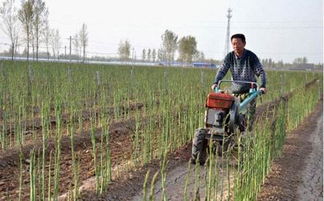 农村干旱环境下种植哪种作物收益最高？