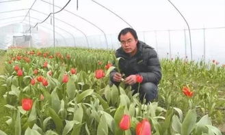 农村大哥种植哪种作物最赚钱？你知道吗？
