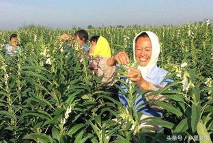 吉林农村种植哪种作物最赚钱？选择对了收益翻倍！