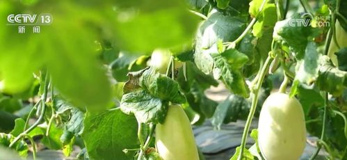 农村种植哪种作物最能增收致富？