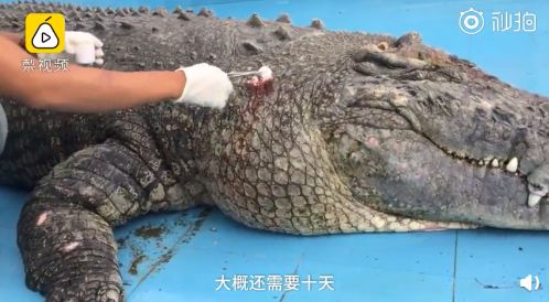 养孔雀和鳄鱼哪个更赚钱？你真的了解吗？