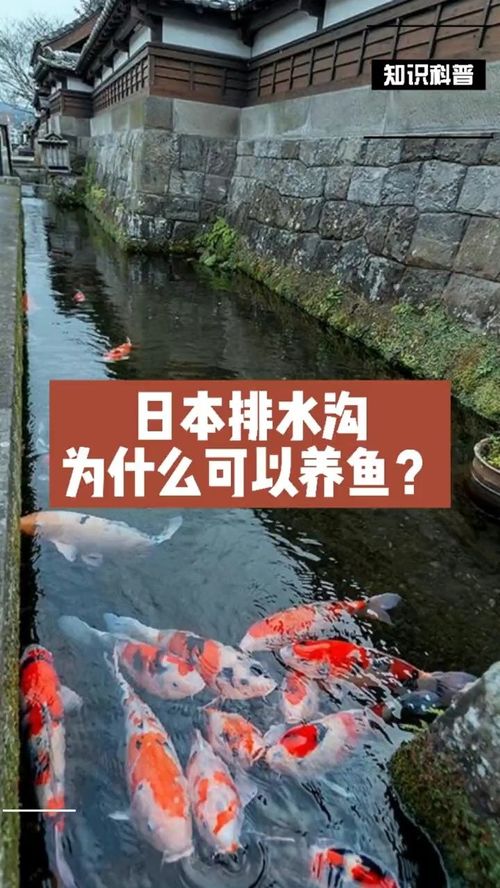 在日本，副业养鱼真的能带来可观收入吗？