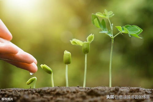 在家种植哪些植物能实现盈利？探索居家赚钱新途径