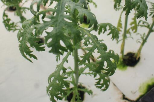 四月种植哪些蔬菜最具盈利潜力？