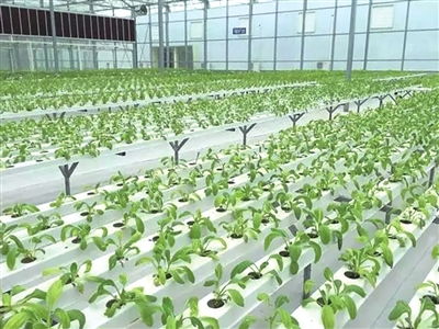 森林种植哪种作物最赚钱？带你一探究竟！