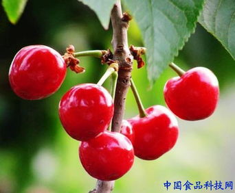 专业种植樱桃真的能实现盈利吗？
