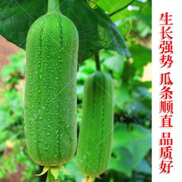 在拼多多上种植哪些蔬菜能带来较高收益？