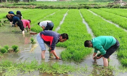 农民家庭有哪些高收益的赚钱途径？