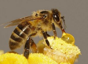 哪种食物喂养蜜蜂能带来最高经济效益？