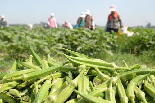 今年农村种植哪种蔬菜利润最高？您知道吗？