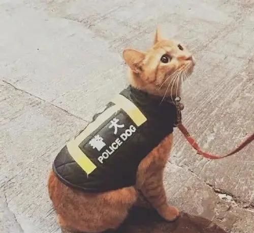 你是否感到饥饿？这份工作能否让你钱包鼓起来？
